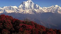 Cheapest Ghorepani Poon Hill Trek from Pokhara - 5 Days