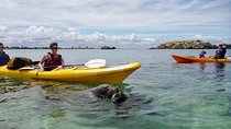 Seal Island and Penguin Island or Point Peron Sea Kayak Tour