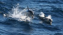 Small Group Port Stephens + Dolphins + 4WD/sandboarding ex Sydney