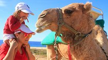 Camel Ride & Encounter at Los Cabos