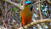 Private Tour: Birdwatching from Cancun