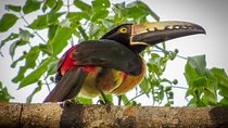 Private Tour: Birdwatching Playa del Carmen