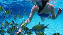From Dubai: Snorkeling trip in Fujairah