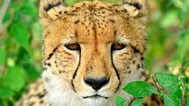 Hluhluwe Safari & Emdoneni Wild Cat Project Day Tour from Durban