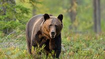 Small-Group Brown Bear-Watching Experience from Brasov