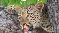 3 day Private Authentic Kruger Park Safari Experience