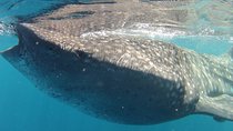 Small-Group Whale Shark and Snorkeling Tour from Cancun