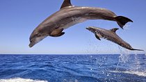 Dolphin Island Boat Trip – Swim, Sun & Lunch Included