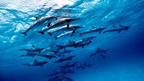 Discover Red Sea: Wild Dolphin Habitat Snorkeling Trip From Hurghada
