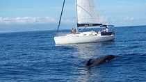 Whale and Dolphin Watching Sailing Boat with Drinks, Snacks and Swimming Time