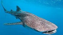 Private and Shared Whale Shark Tour from Tulum