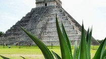 Coba and Chichen Itza Private Tour and, Cenote 
