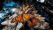 Monarch Butterfly Sanctuary Private Tour from Mexico City