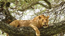 3-Day Safari Tour to Tarangire National Park, Lake Manyara National Park and Ngorongoro Crater from Arusha