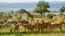 2 Days Mikumi Safari Package - Short Weekend Gateway Safaris