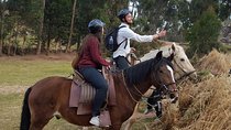 Ride Peruvian Paso Horses in Cusco
