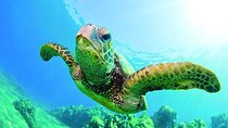 Waikiki Catamaran Snorkel Sail with Lunch: Turtles Guaranteed