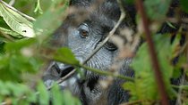 5 Days Gorilla Safari Uganda