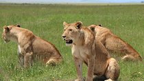 3days Masai Mara private safari with a 4x4 land cruiser Jeep