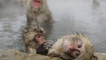 Day Trip to See the Snow Monkeys from Shinjuku with Lunch Buffet