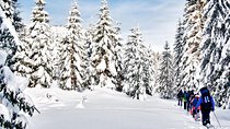 Snowshoe Through Vancouver's Winter Wonderland