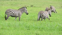 Amazing 4 Days Camping Safari at Serengeti National Park