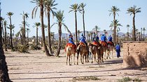 Sunset Camel Ride In Marrakeh Palm Grove