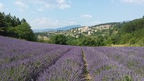 Full day lavender tour Luberon and Sault
