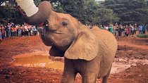 David Sheldrick Elephant Orphanage Half-Day Tour in Nairobi
