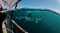 Great White Shark Diving experience.