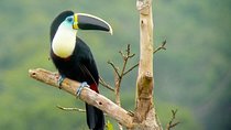4 Day Manu Bird Watchers Paradise - Group Service 