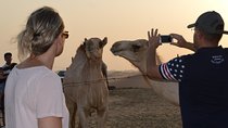 Dubai Morning Camel Trekking Tours for 2 to 14 people
