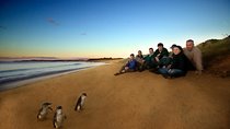 Private Phillip Island Day Trip from Melbourne Including Penguin Parade Premium Viewing