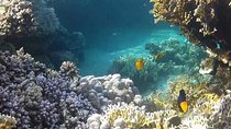Full-Day Snorkeling Tour to Utopia Island from Luxor