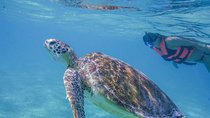 Turtle Snorkeling Adventure from Cancun