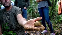 Full-Day Small-Group Truffle Hunting in Tuscany with Lunch