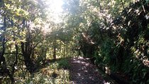 PR18 Levada do Rei with Local Guide