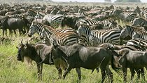 4 Days Join Group tour Tarangire Serengeti and Ngorongoro crater