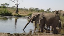 4 Days Lake Manyara, Ngorongoro and Tarangire National Park