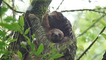 Sloth Watching Tour in La Fortuna - Wildlife Experience