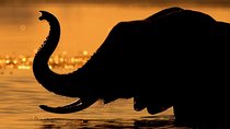 Chobe Sunset Cruise From Victoria Falls