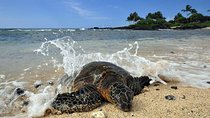 Kona Shore Excursion: Sea Turtles, Historic Kona & Coffee