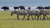 2 days lake Nakuru, lake Naivasha and Hell's gate National Park guided tour