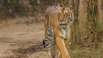Ranthambore Safari with Private car from Jaipur, Gypsy hotel stay