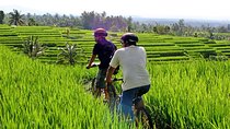 Cycling To The Rice Fields Of Ubud Village And Tegenungan