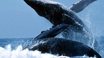 The Best of Cape Town Whale Watching Full Day Tour and Transport 