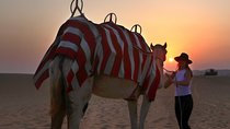 Dubai Sunset Camel Trekking With BBQ Dinner at VIP Camp
