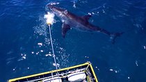 Shark Diving and Viewing Full Day Tour from Cape Town