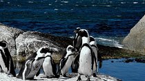 Best Cape Town Private Tour - Cape Peninsula Penguin Full Day