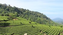 Munnar from Cochin - an Overnight Tour